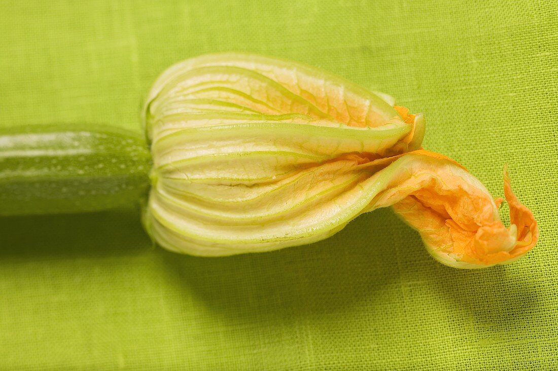 Zucchini mit Zucciniblüte