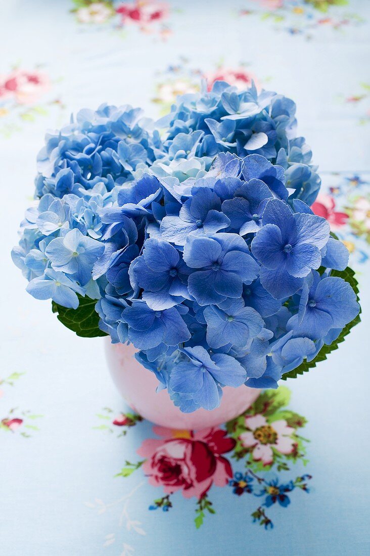Blue hydrangeas in vase
