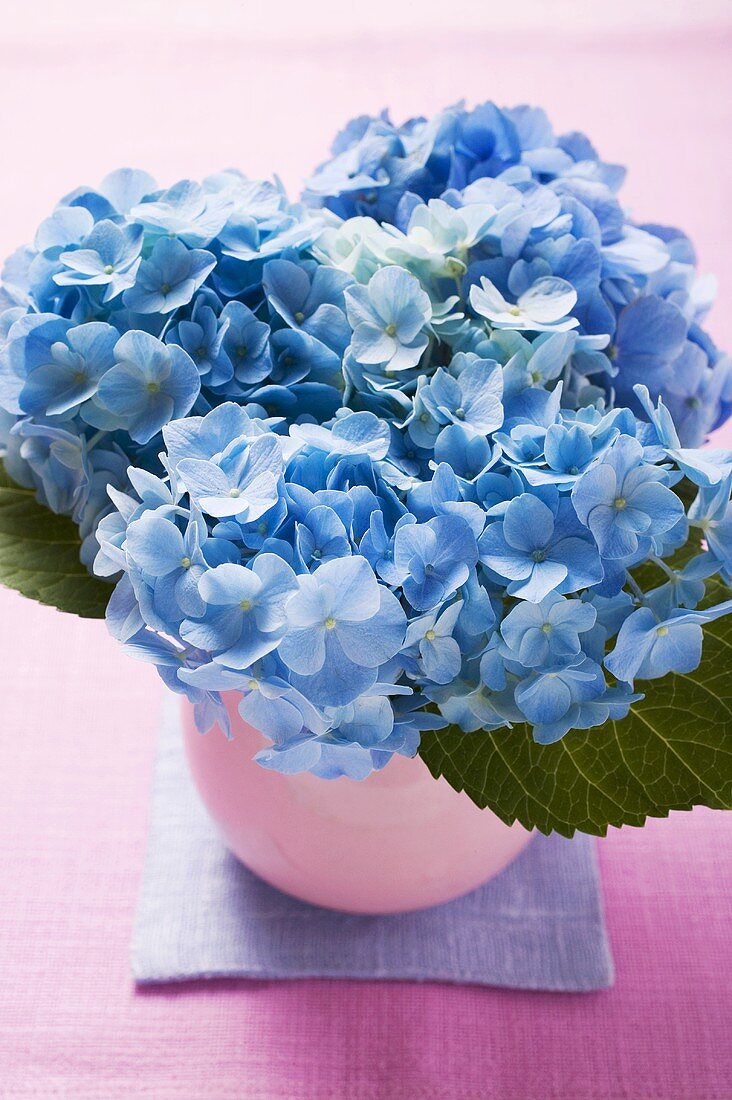 Blue hydrangeas in vase (close-up)