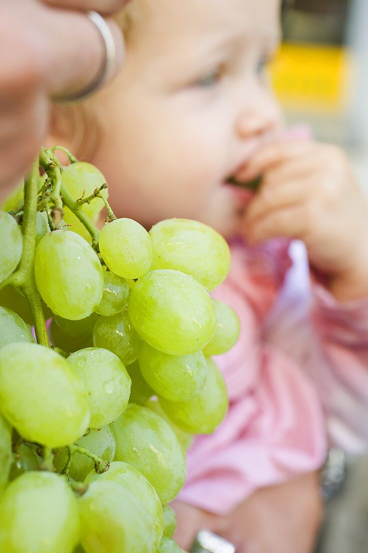 Child eating fresh green grapes