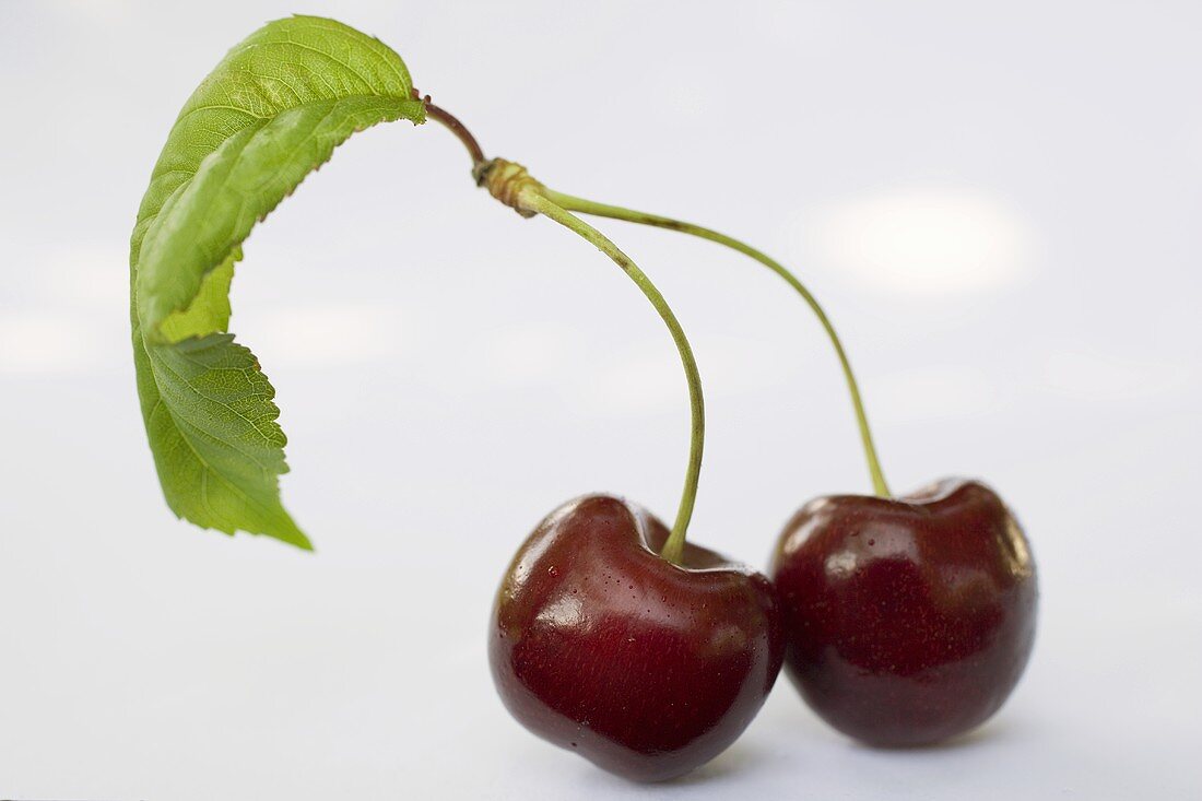 Two cherries with stalk and leaf