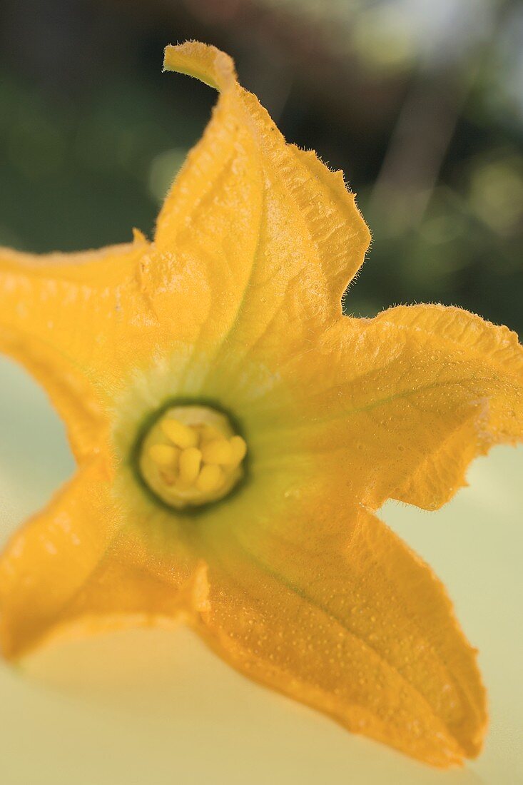 Zucchiniblüte auf Tisch im Freien