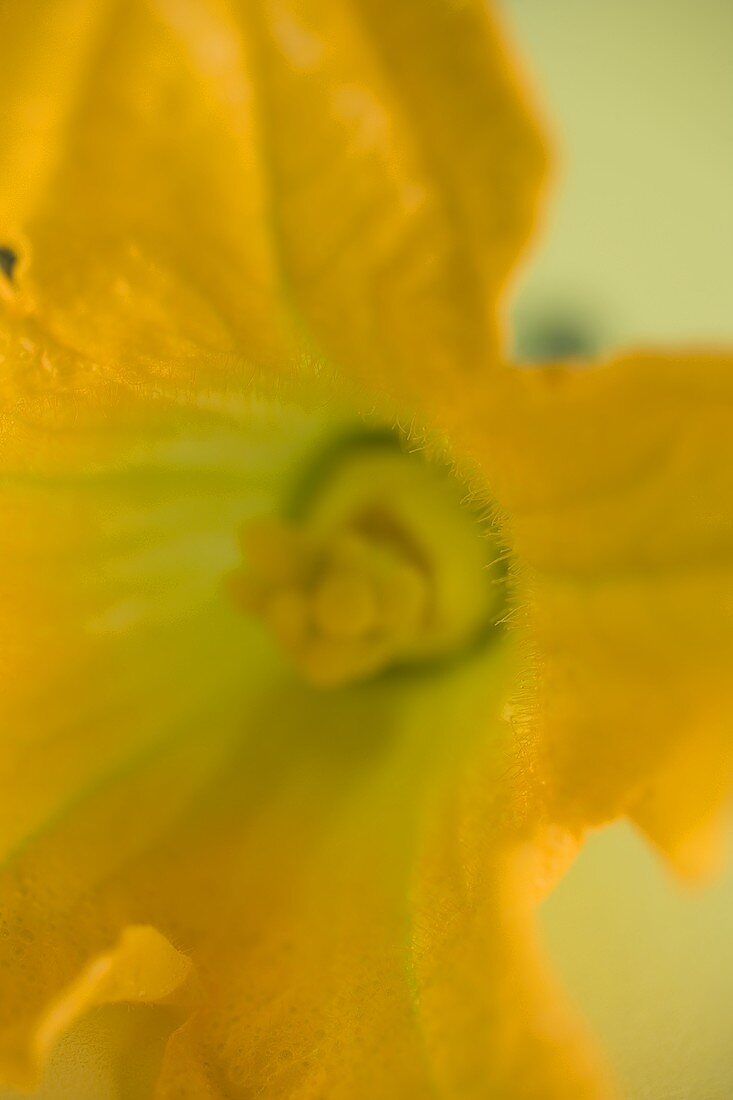 Courgette flower (close-up)