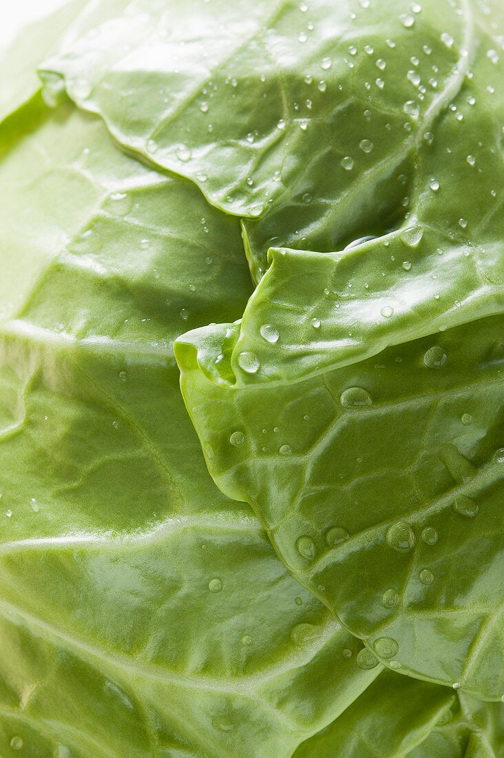White cabbage with drops of water (detail)