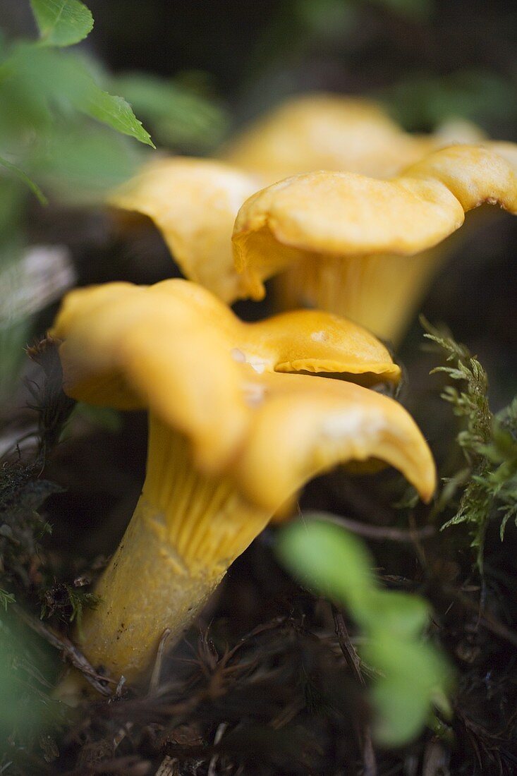 Fresh chanterelles in a wood