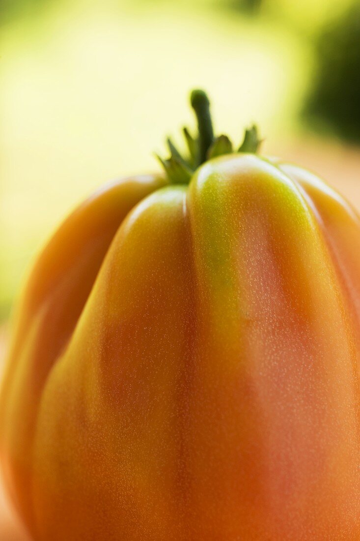Eine Tomate (Close Up)