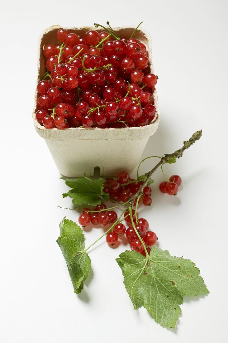 Rote Johannisbeeren im Pappschälchen und am Zweig