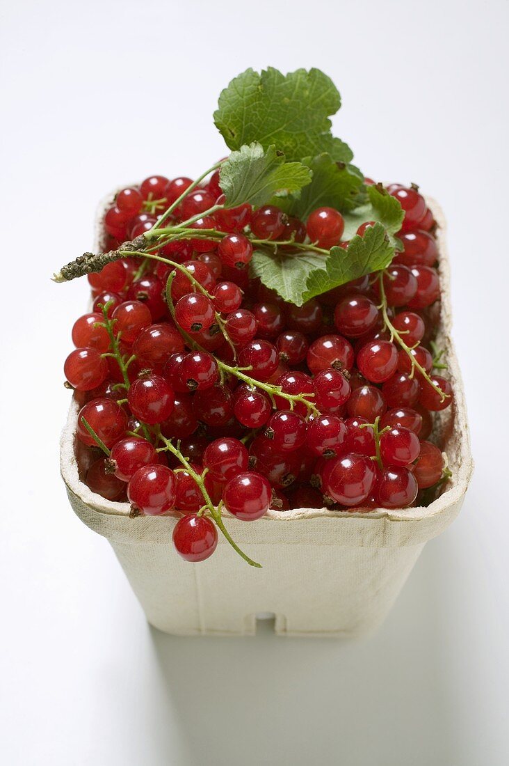 Redcurrants with twig in cardboard punnet