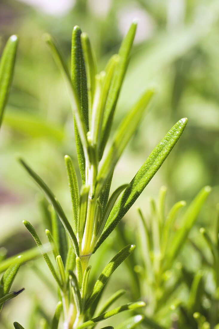 Fresh rosemary in the open air