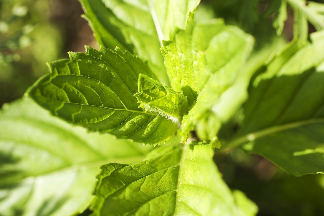 Fresh mint (detail)