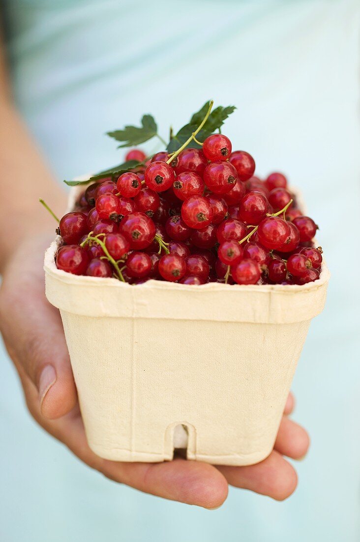 Hand holding cardboard punnet of redcurrants