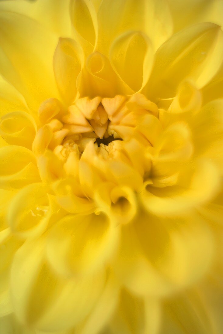 Yellow dahlia (close-up)