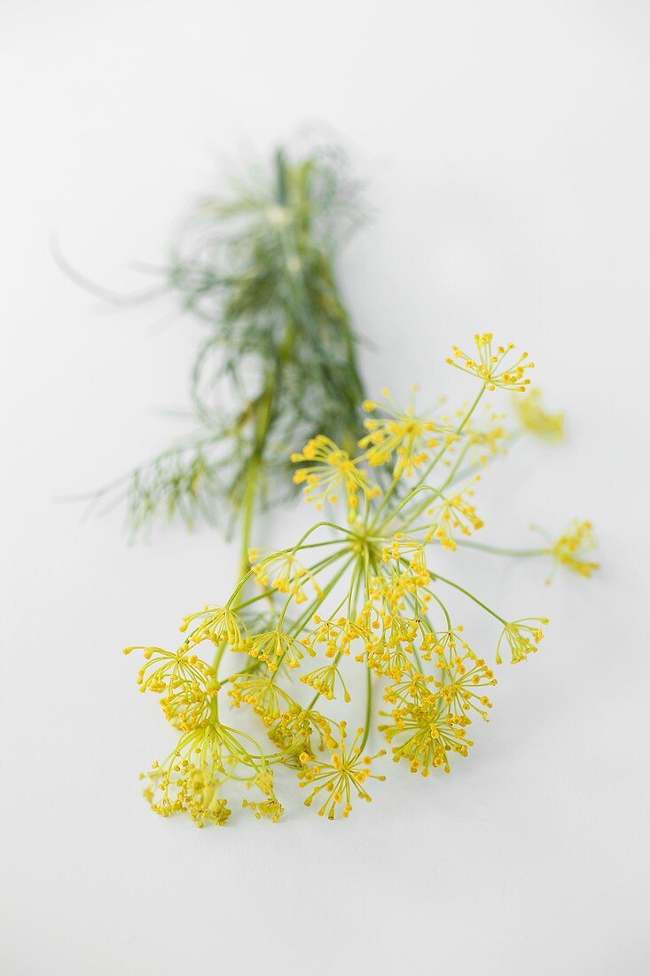 Fresh dill with flowers