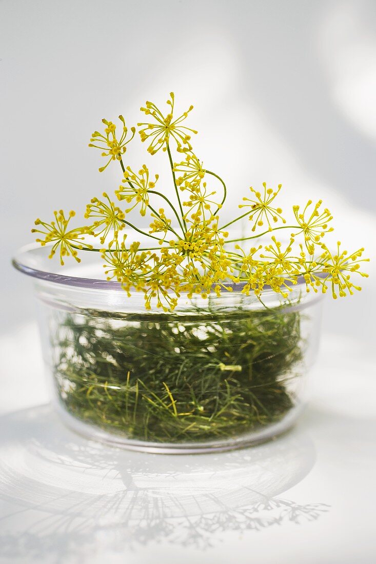 Dill und Dillblüten in Glasschale