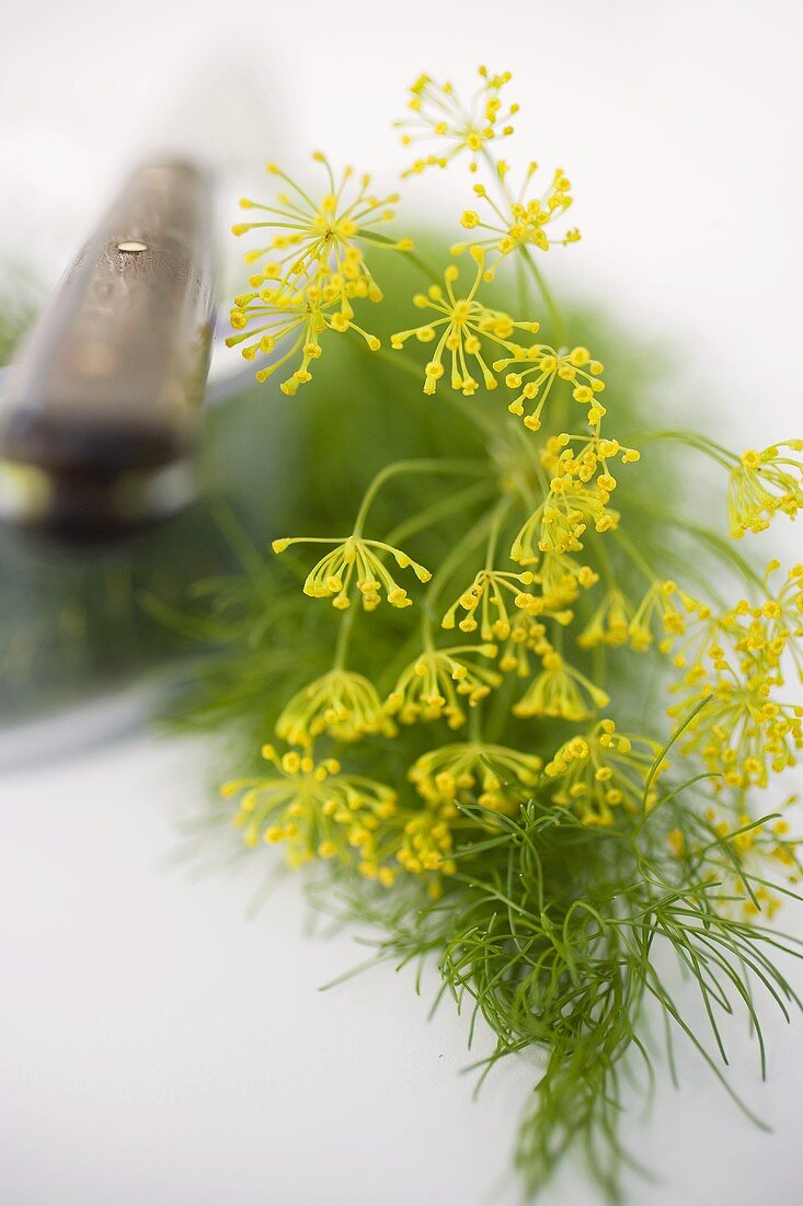 Dill flowers with knife