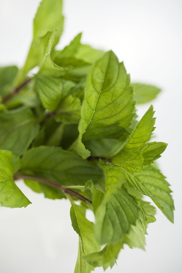 A few sprigs of fresh mint