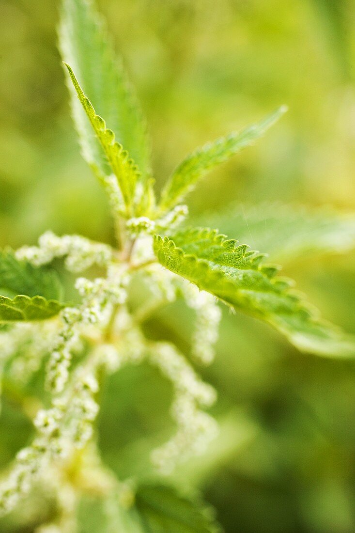 Mint with flowers