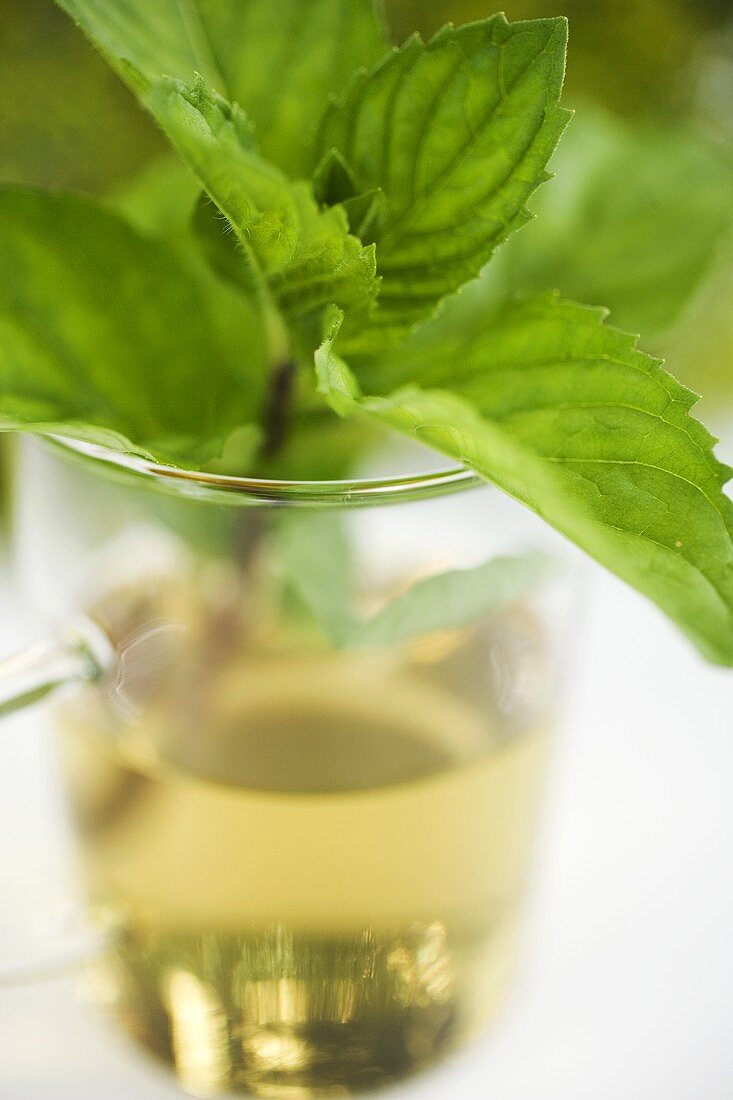 A sprig of fresh mint in tea glass