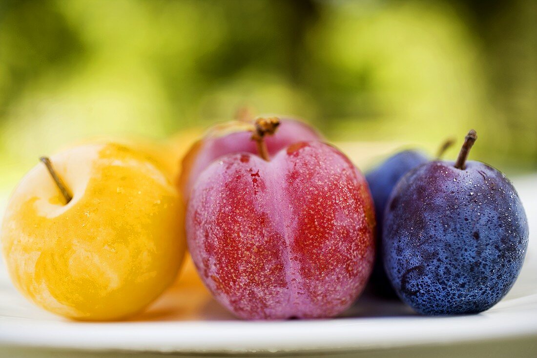 Different types of plums