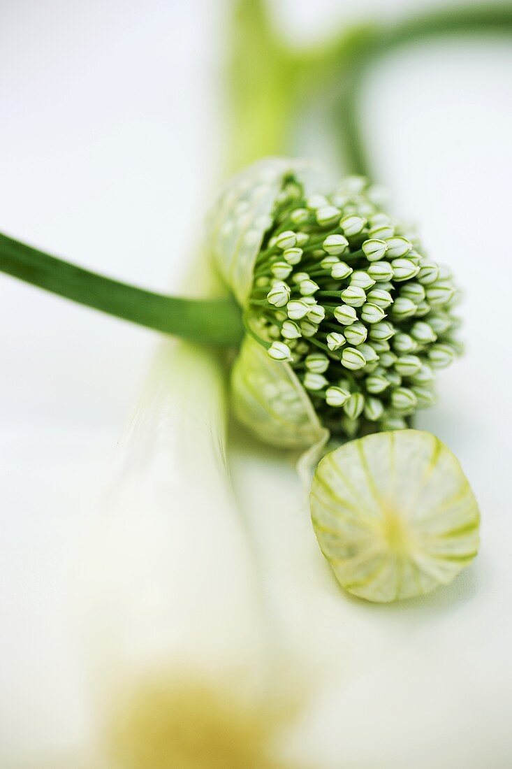 Garlic chives and spring onion