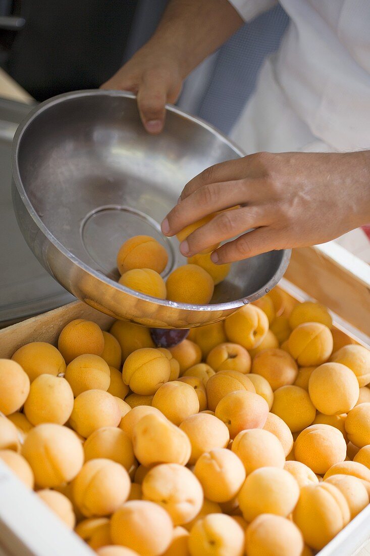 Sorting apricots