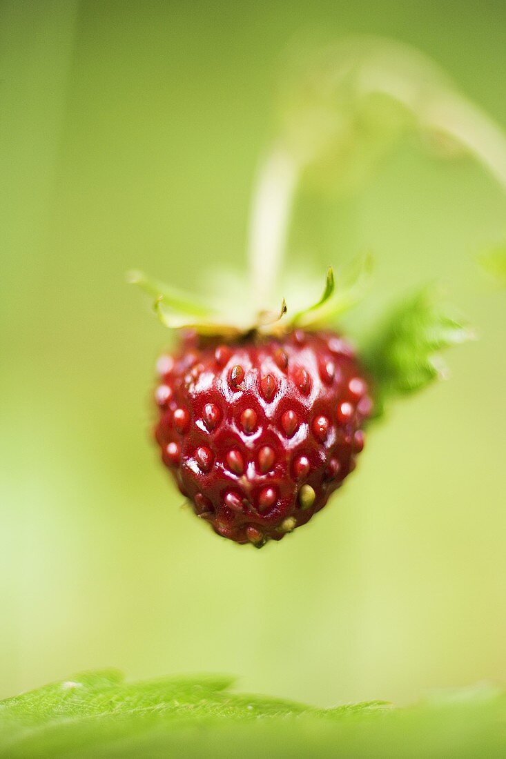 Erdbeere an der Pflanze (Nahaufnahme)