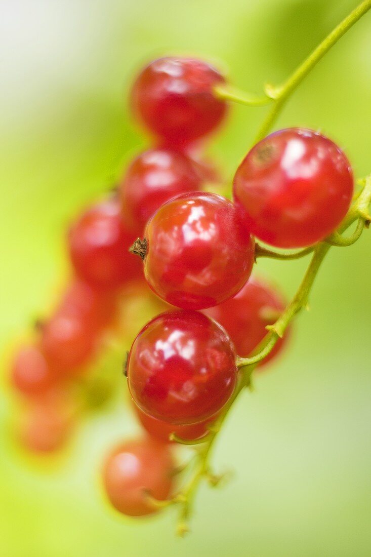 Redcurrants on the bush