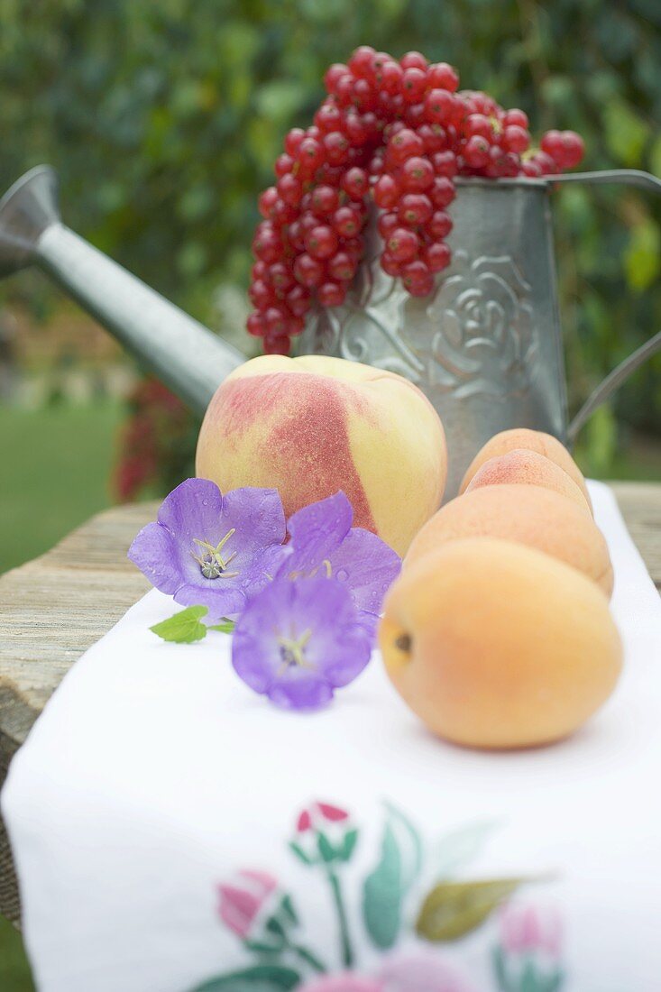 Aprikosen, Pfirsich, rote Johannisbeeren auf Tisch im Freien