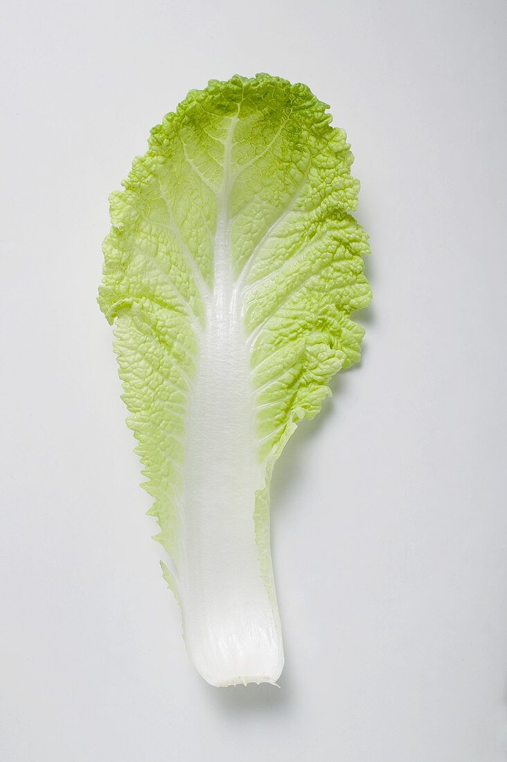 A Chinese cabbage leaf