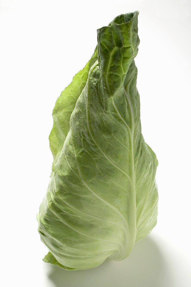 A pointed cabbage