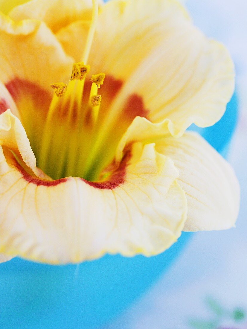 Day lily in blue bowl (close-up)