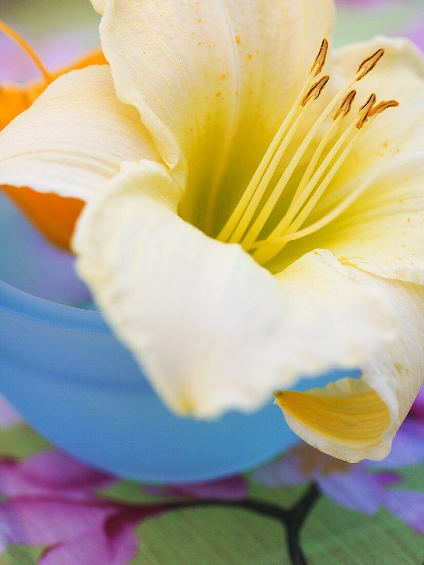 Day lily in blue bowl