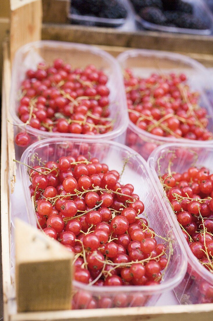 Rote Johannisbeeeren in Schalen auf dem Markt