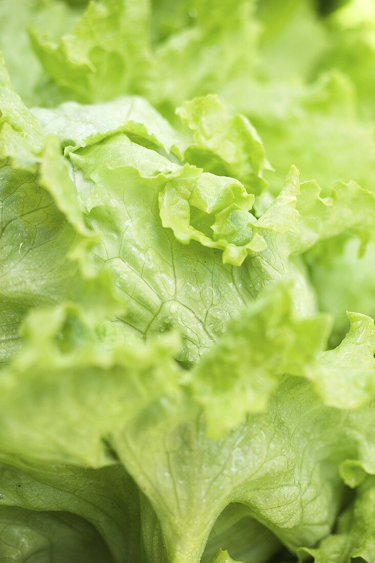 Iceberg lettuce (detail)