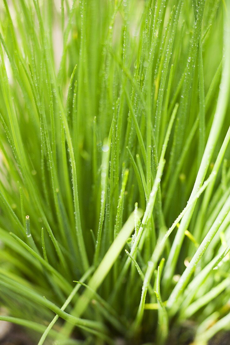 Fresh chives in the open air (detail)
