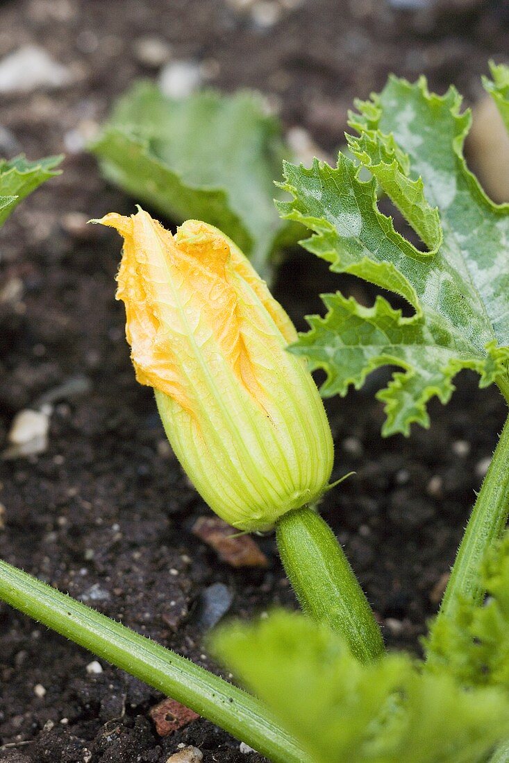 Courgette with flower on the plant