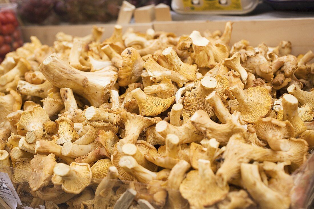 Fresh chanterelles in a crate at a market