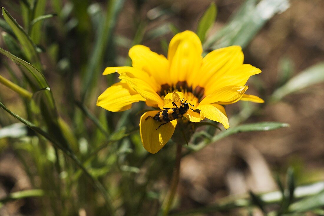 Gelbe Blume (Sonnenbraut) mit Biene