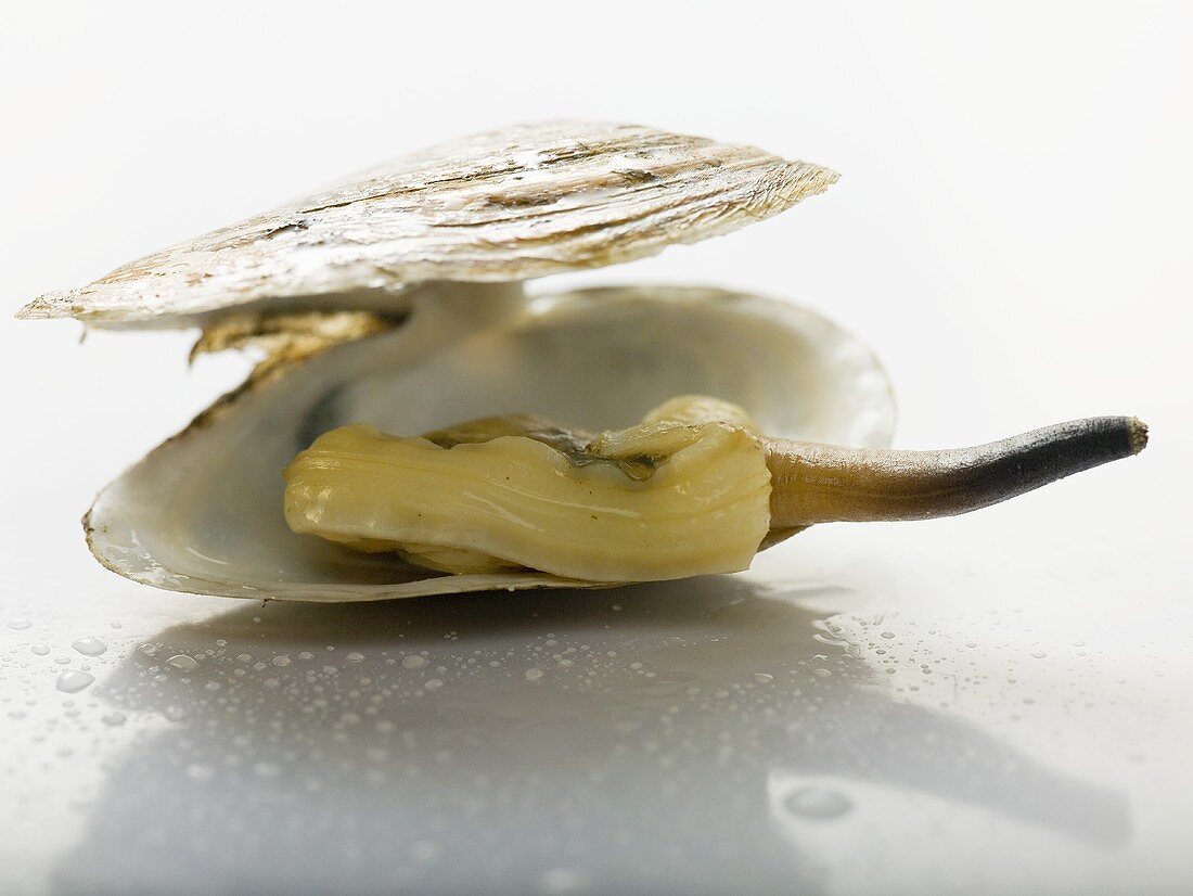 Clam in shell