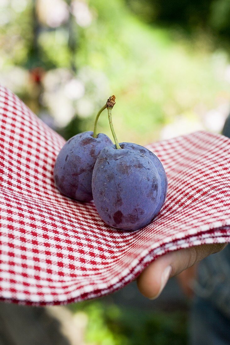 Hand holding two plums on checked cloth