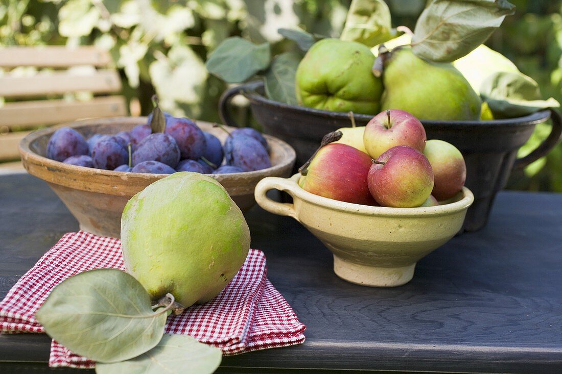 Pflaumen, Äpfel und Quitten in Schalen auf Gartentisch