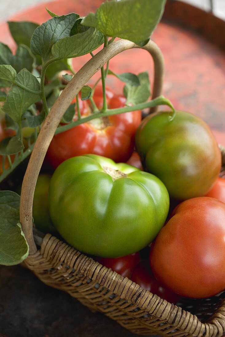 Beefsteak tomatoes (ripe & unripe) with leaves in a basket