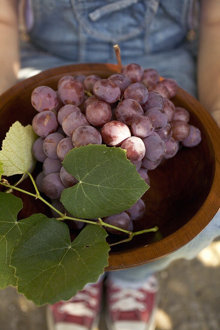 Person holding wooden bowl of red grapes with leaves