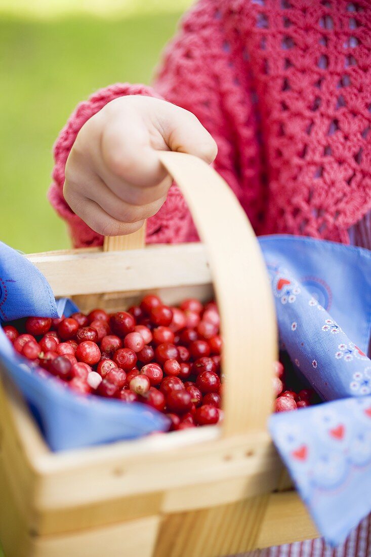 Child's hand holding cranberries in woodchip basket