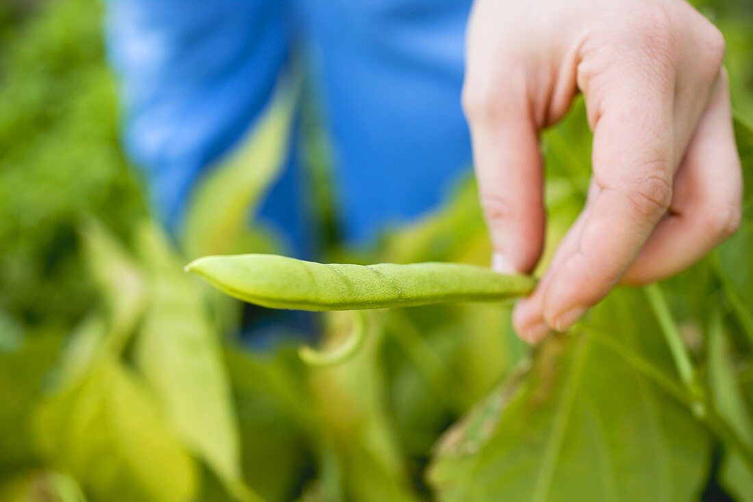 Hand holding green bean on the plant