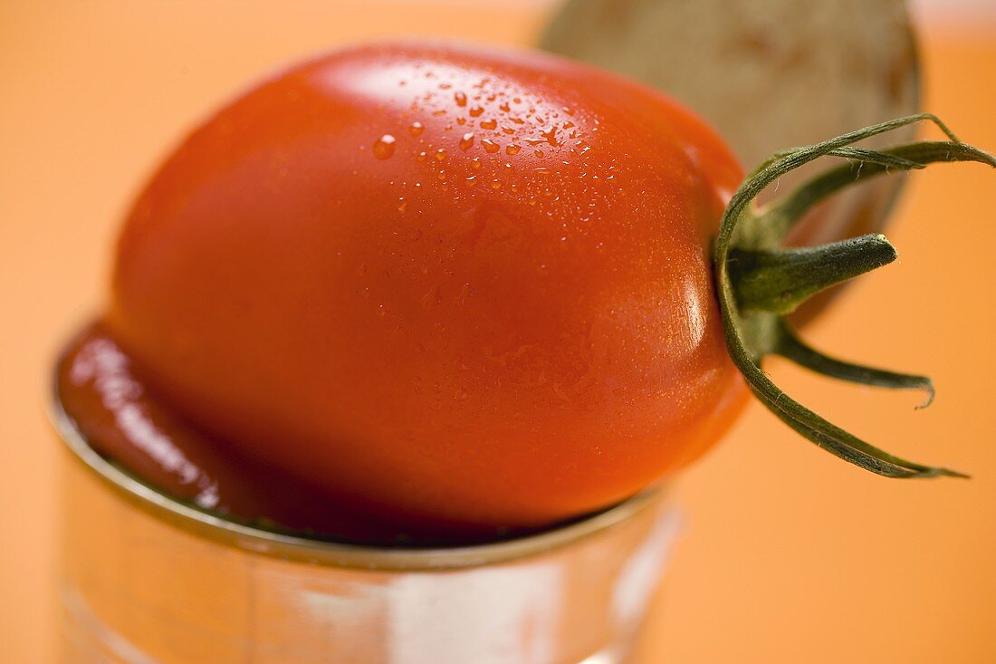 Frische Tomate auf geöffneter Konservendose (Close Up)