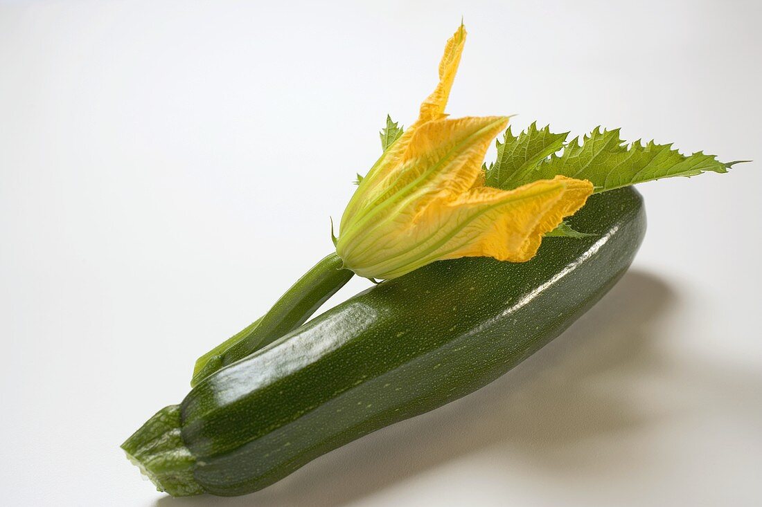 Zucchini mit Zucchiniblüte und Blatt