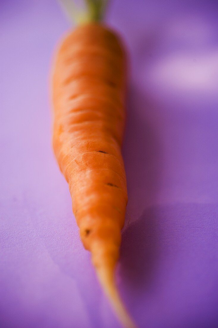 Frische Möhre auf violettem Untergrund