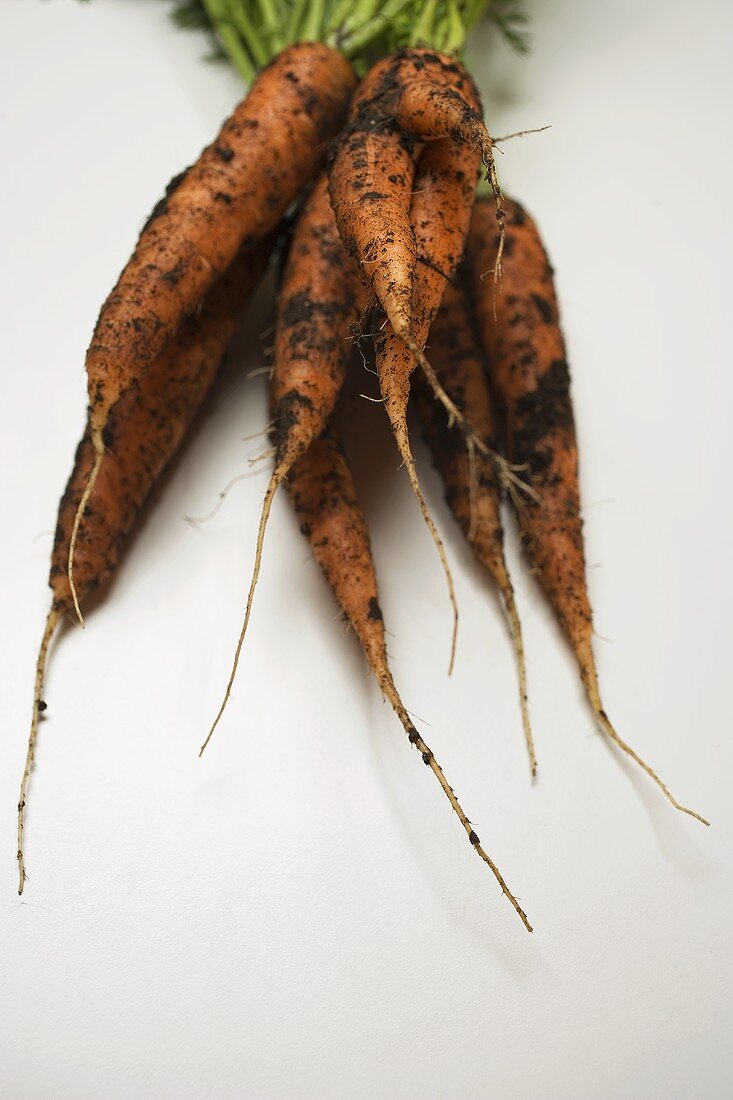 Fresh carrots with soil