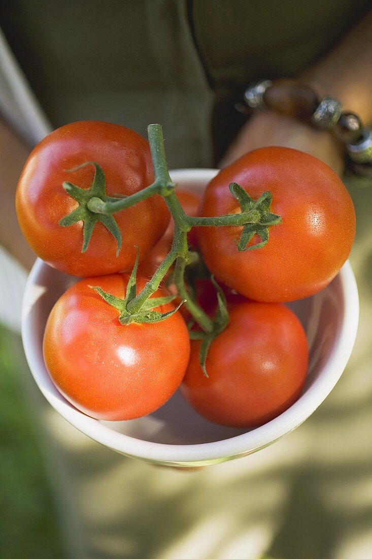 Hands holding bowl of fresh tomatoes on the vine